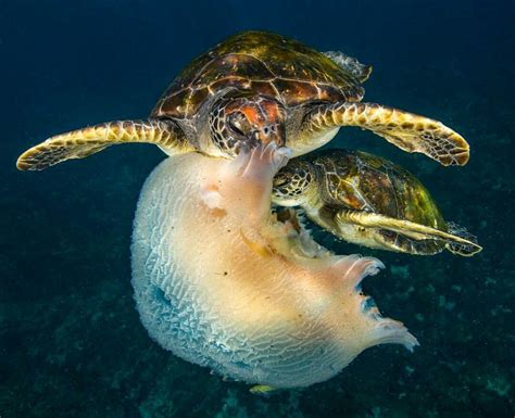 Sea Turtles Eating A Jellyfish Marine Turtle Turtle Love Marine Life Land Turtles Sea