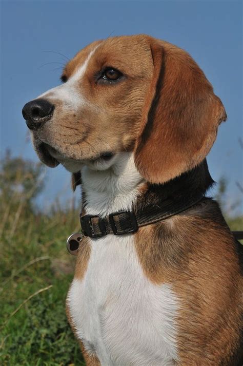 Purple collar pet photography/gett images. by: HW | Low maintenance pets, Beagle hound, Beagle
