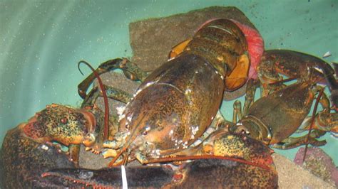 Photos Other Rare Lobsters Caught Off Maine Coast