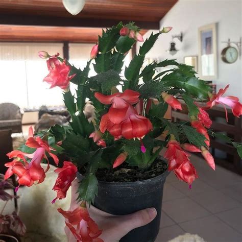 Although the leaves and flowers do not taste nice at all, the plant christmas cactus problems. 5 Beautiful Succulents with Red Flowers | Red succulents ...