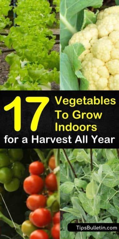17 Easiest Vegetables To Grow Indoors For A Harvest All Year Indoor
