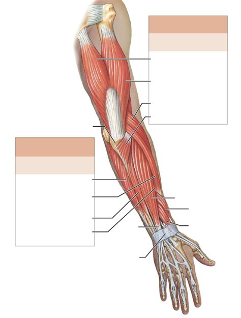 Anterior And Posterior Arm Muscles