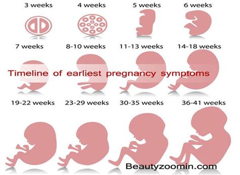 Timeline Of Earliest Pregnancy Symptoms Pregnancy Timeline Pregnancy