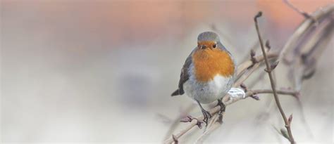 In de winter hebben vogels in de tuin wel een extra hapje nodig. Voederhuisje Maken | Bouwtekeningen + 4 Handige Tips