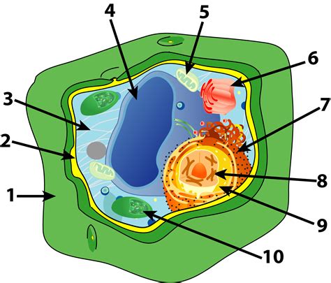 What is an animal cell animal cell model diagram project parts structure labeled coloring and plant cell organelles cake. Unlabelled Cell Diagram - ClipArt Best