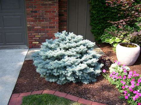 Picea Pungens Globe Blue Spruce Garden Design Landscape Ideas