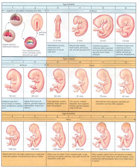 Evolution Foetus Semaine Par Semaine Carabiens Le Forum