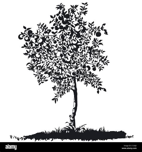 Tree Apple Tree Silhouette Outline Hi Res Stock Photography And Images