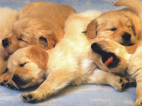 Dog Pups Free A Pile Of Puppies Free Dog Puppies Wallpaper
