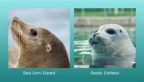 Sea Lion Vs Seal What Is The Difference — Ocean Jewelry