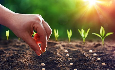 Planting Little Seeds Along The Way Alliance Of Hope