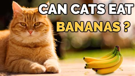 Can Cats Eat A Banana The 12 Latest Answer