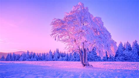Frozen Lonely Tree Backiee