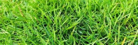 How to remove grass & sod. Zoysia Grass Control: How To Get Rid of Zoysia Grass | DIY Zoysiagrass Treatment Guide ...