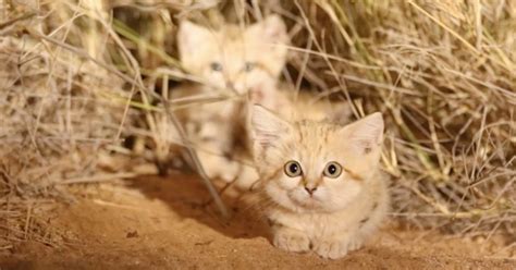 First Ever Video Of Sand Cat Kittens Is Important Says Wildlife Expert