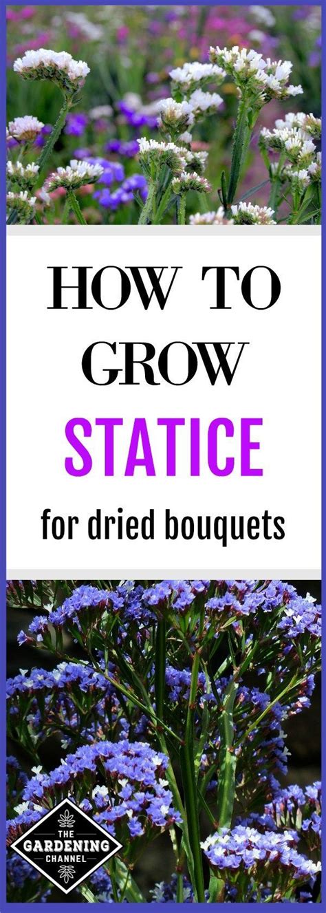 Learn How To Grow Statice In Your Flower Garden Statice
