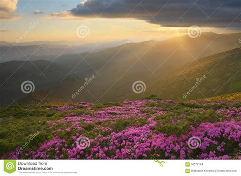 Pink Flowers In Mountains Stock Photo Image Of Rhododendron 56372144