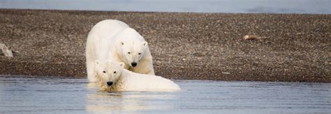The Curious Case Of The Kaktovik Polar Bears Travelage West