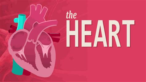 How Human Heart Works 2d Explainer Video On Behance