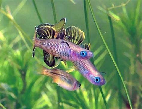 Tropical Rainbow Fish