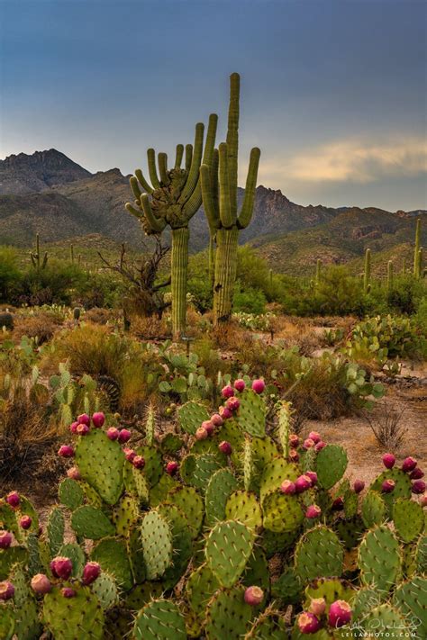 Cactus Plants In Arizona Arizona Cactus Cactus Pictures Desert