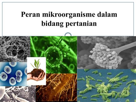 Perhatikan Nama Mikroorganisme Berikut Mikroorganisme Yang Ditangani Pada Biosafety Level 3 Adalah