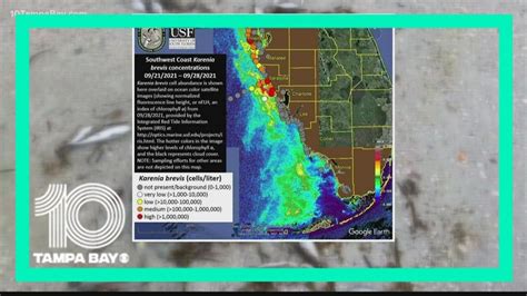 Red Tide Back Vastly Impacting Sarasota County Beaches Youtube