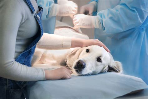 Las enfermedades oncológicas más comunes en perros son los linfomas y los hemangiosarcomas