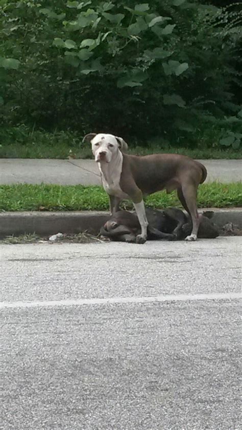 Atlanta Pitbull Guards Dying Dog Gafollowers