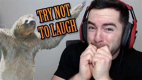 Try Not To Laugh Animal Fails Youtube