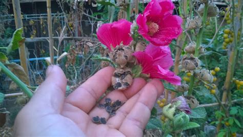 Home And Garden How To Grow Hollyhocks From Seeds In 2020 Organic