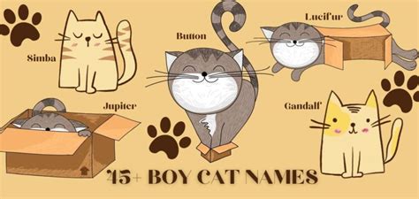 Boy Cat Names 45 Adorable Male Kitten Names Petstime