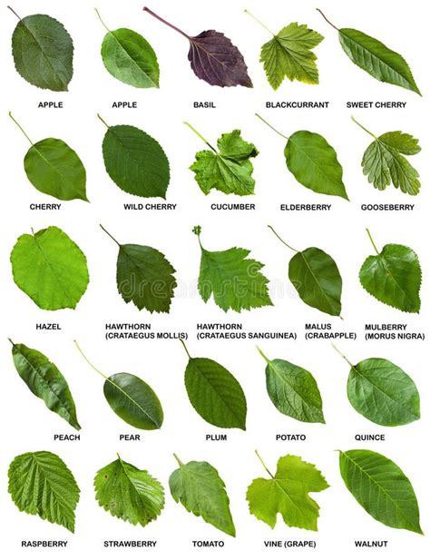 Set Of Green Leaves Of Trees And Shrubs With Names Stock Image Tree