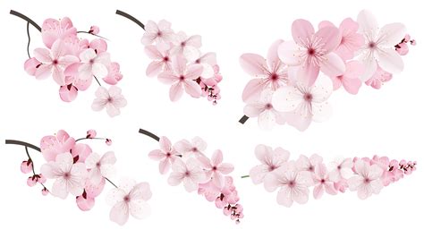 Pink Sakura Flowers 669020 Vector Art At Vecteezy