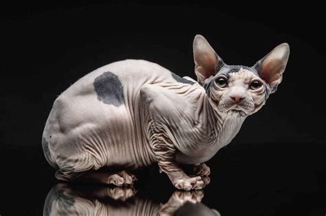 Sphynx Cat Information And Cat Breed Facts Pets Feed