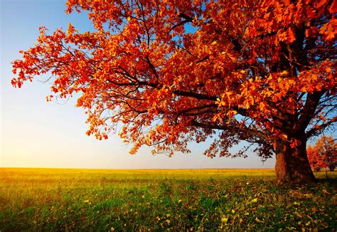 Autumn Desktop Wallpapers Hd Wallpapers Backgrounds Of Your Choice
