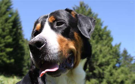 Greater Swiss Mountain Dog 2 Wallpaper Animal Wallpapers 29879