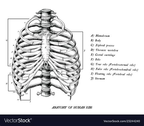 Pain under the ribs in this area can indicate a health problem affecting one of these organs. Anatomy of human ribs hand draw vintage clip art Vector Image