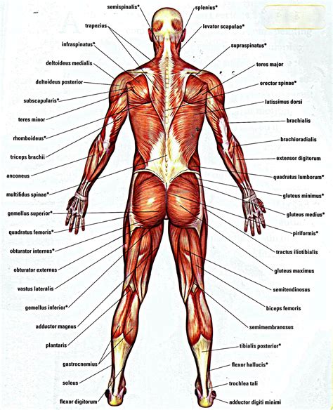 Human Body Organs Diagram From The Back Body Organ Diagram From Back Body Diagram From The Back