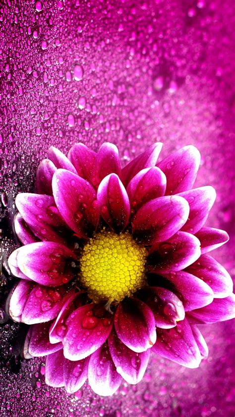 Pink tulips, flower garden, greenery, wet flowers, blossom, bloom, floral, 5k, 8k. 2018 Download Pink Flower Wallpaper iPhone Full Size - 3D ...