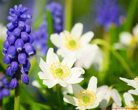 Spring Flowers Screensavers Wallpaper Wallpapersafari