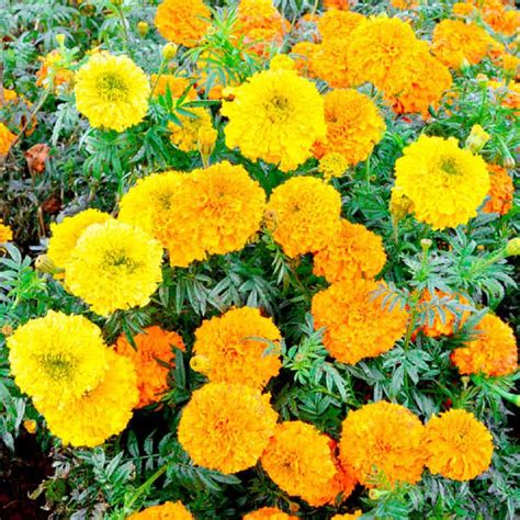 Marigold Tagetes Erecta Nana Mixed 100 Seeds Packet