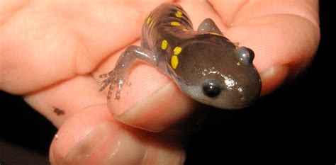 Salamanders Give Clues To How We Might Regrow Human Limbs