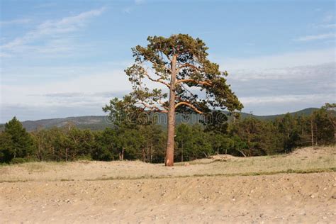 A Beautiful Pine Tree And The Coastal Forest On The Sandy Beach