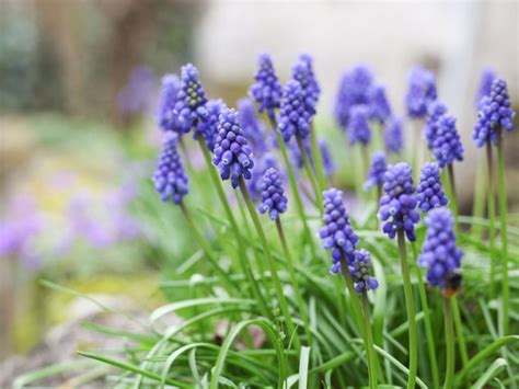 Planting Grape Hyacinths How To Plant And Care For Grape Hyacinth Bulbs