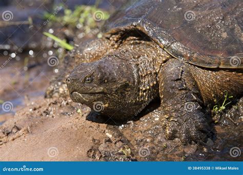 American Alligator Snapping Turtle In Mud Stock Photo Image Of Cold