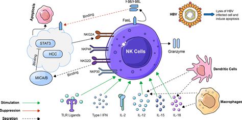 Frontiers The Dynamic Role Of Nk Cells In Liver Cancers Role In Hcc And Hbv Associated Hcc