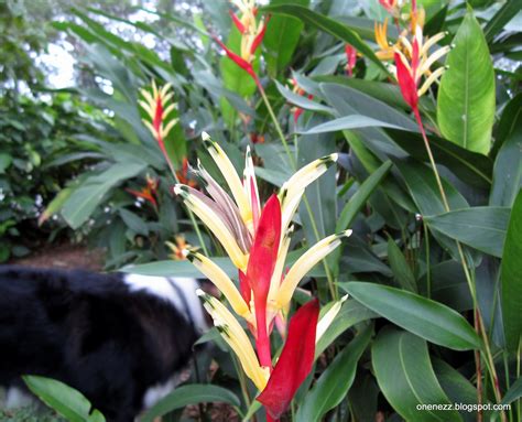 It is a must to have in a garden to create a. Onenezz: Heliconia