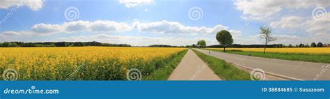 Rural Scenery Country Road Through Canola Field Stock Image Image Of