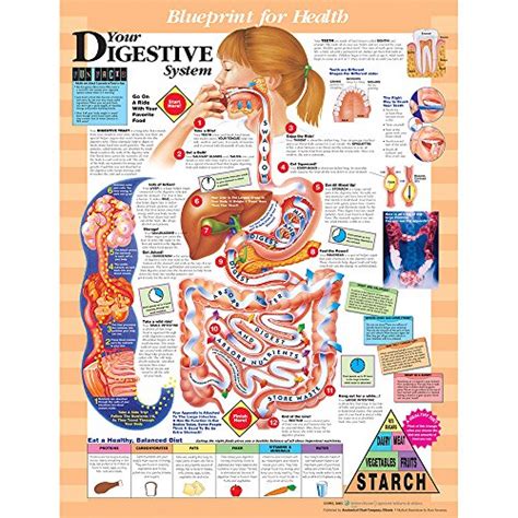 Your Digestive System Anatomical Chart Laminated Wantitall